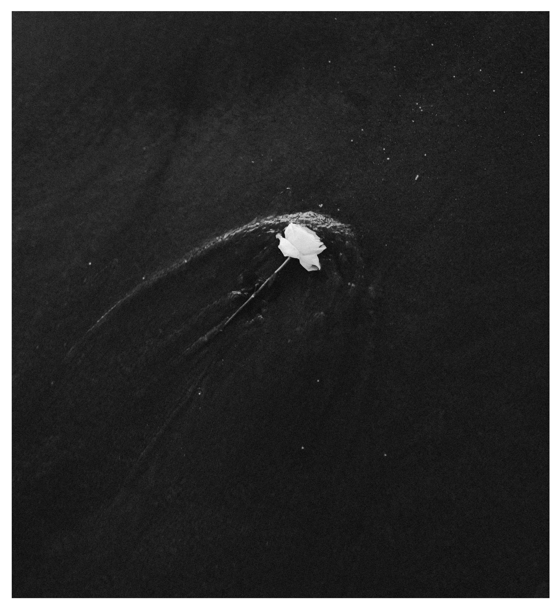 Imagem 6. Audiodescrição: Fotografia em preto e branco, capturada em plano fechado e de cima para baixo, mostrando uma única rosa branca sobre a areia escura de uma praia. A flor está posicionada na diagonal, com a haste voltada para baixo à esquerda e a corola voltada para cima à direita. Ao redor da rosa, a areia úmida apresenta marcas circulares suaves, como se a flor tivesse sido depositada recentemente pela maré ou pela mão de alguém. A textura da areia é densa e homogênea, ressaltando ainda mais o contraste entre o fundo escuro e a delicadeza clara da rosa. A imagem transmite uma sensação de melancolia, silêncio e reverência, evocando simbolismos de homenagem.