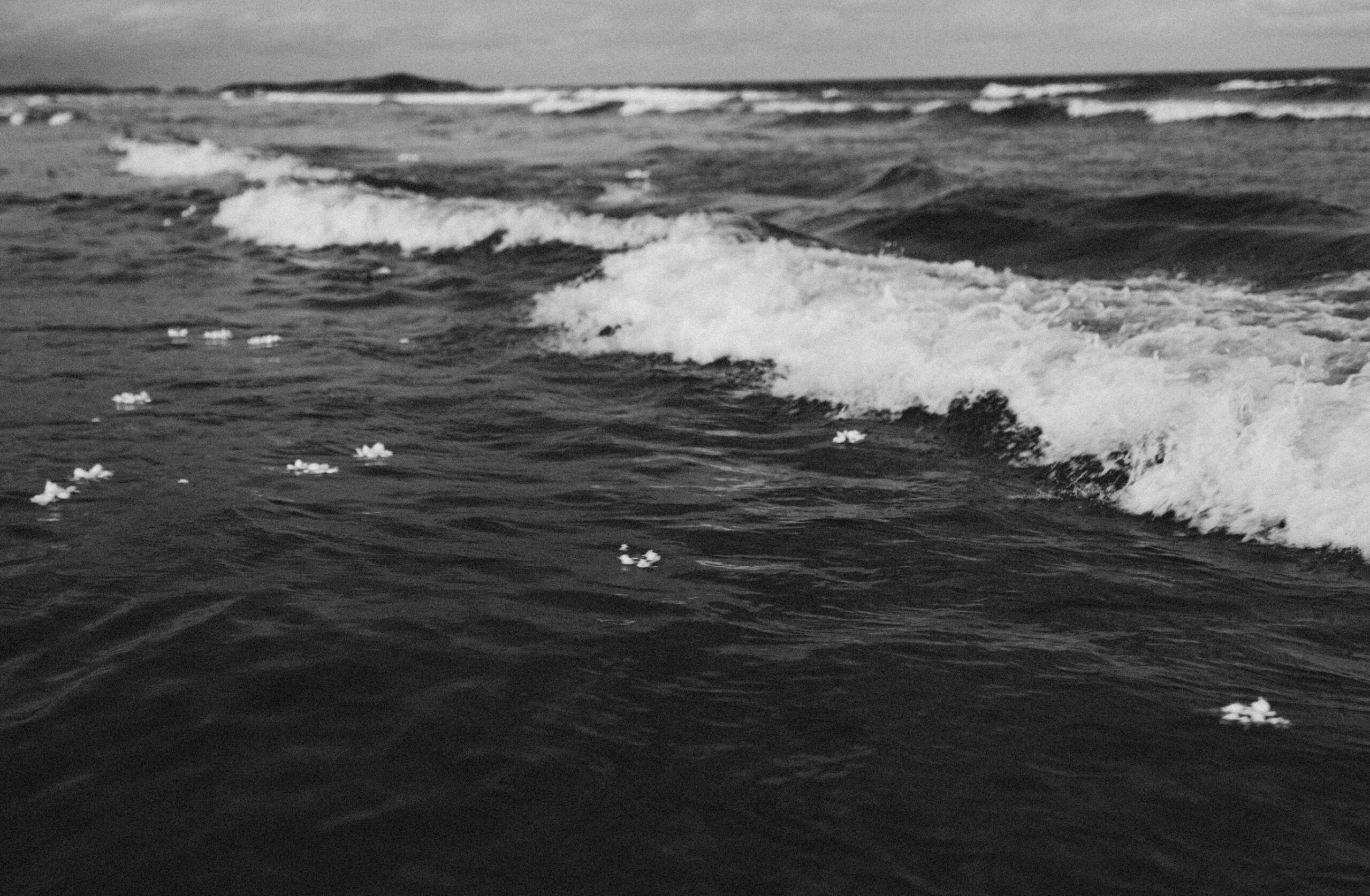 Imagem 4. Audiodescrição: Fotografia em preto e branco, capturada em plano aberto, mostrando uma faixa do oceano com ondas médias rompendo suavemente em direção à câmera. A superfície da água está salpicada por pequenas flores brancas flutuando de maneira dispersa, sugerindo um momento posterior a um ritual de oferenda no mar. As ondas, com cristas espumosas e texturas bem definidas, dominam a parte central e direita da imagem, criando um contraste visual com a serenidade das flores. Ao fundo, a linha do horizonte revela uma faixa de terra com relevo suave. A imagem transmite uma atmosfera contemplativa, de silêncio e espiritualidade, evocando sentimentos de respeito, conexão com o sagrado e celebração da natureza.